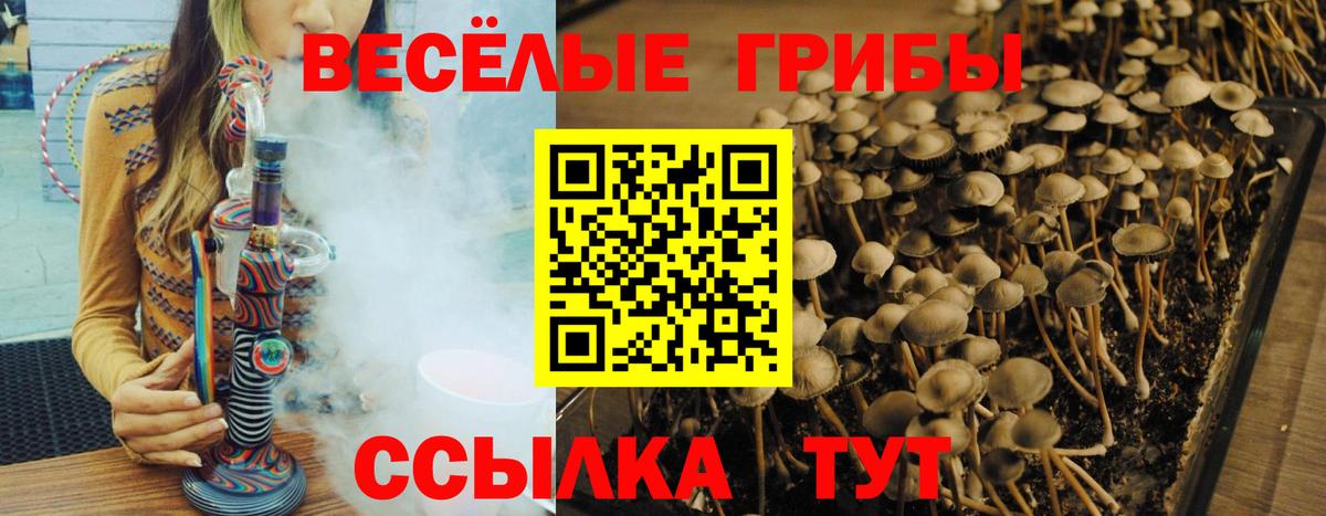 Псилоцибиновые грибы Cubensis Белгород